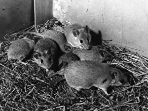 Spiny Prints: SPINY MICE