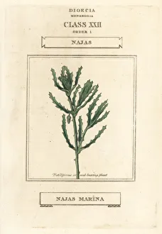 Aquatic Gallery: Spiny naiad, Najas marina