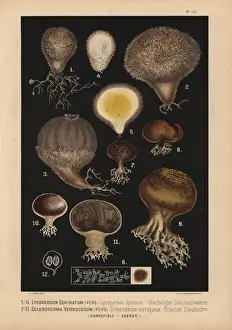 Champignons Prints: Spiny puffball, Lycoperdon echinatum, and earthball