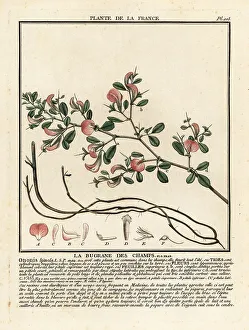 Colour Printing Prints: Spiny restharrow, La bugrane des champs, Ononis spinosa