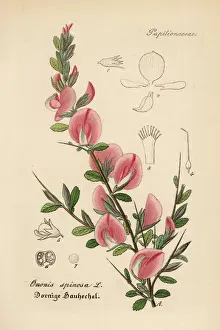 Spiny restharrow, Ononis spinosa