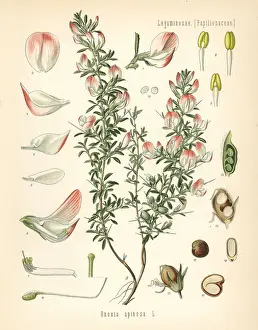 Spiny restharrow, Ononis spinosa