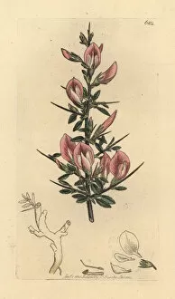 Spiny restharrow, Ononis spinosa subsp. hircina