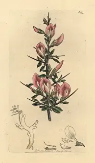 Harrow Prints: Spiny restharrow, Ononis spinosa subsp. hircina