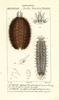 Worm Collection: Spiny scale worm and scaleworm