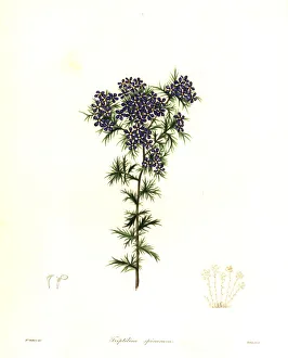 Nevitt Collection: Spiny triptilion, Triptilion spinosum