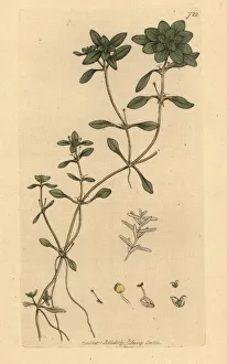 Aquatica Gallery: Spiny water starwort, Callitriche palustris