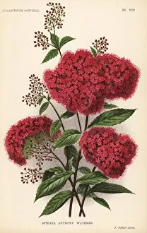 Linden Collection: Spiraea japonica cultivar, Anthony Waterer