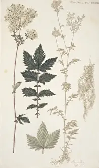 Rosaceae Prints: Spiraea sp
