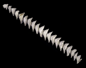 Algal Gallery: Spiral axis of Archimedes, bryozoan