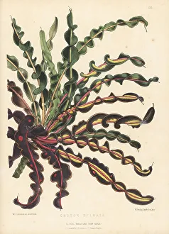 Ornamental Prints: Spiral croton, Codiaeum variegatum var. spirale
