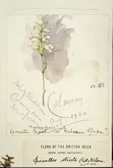 United Kingdom Collection: Spiranthes romanzoffiana, Irish Lady s-tresses orchid