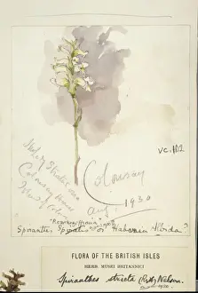 United Kingdom Prints: Spiranthes romanzoffiana, Irish Lady s-tresses orchid