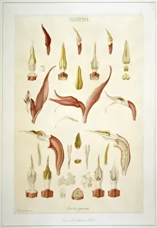 Spiranthus speciosa, orchid
