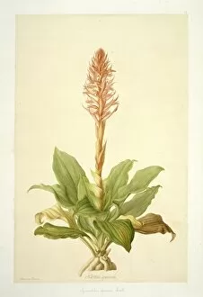 Spiranthus speciosa, orchid
