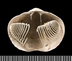 Jurassic Prints: Spiriferina, a fossil brachiopod