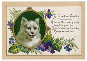 Graces Prints: Spitz on Xmas Card