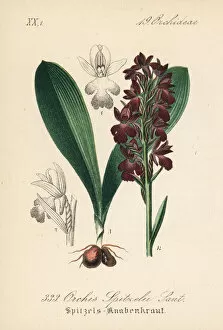 Orchis Gallery: Spitzels orchid, Orchis spitzelii