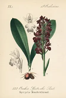 Orchis Prints: Spitzels orchid, Orchis spitzelii