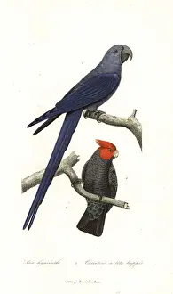 Spixs macaw (critically endangered) and gang-gang cockatoo