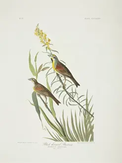 Brow Prints: Spiza americana, dickcissel