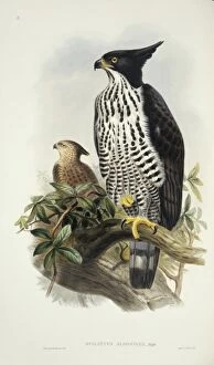 Accipitridae Gallery: Spizaetus alboniger, Blyths hawk-eagle