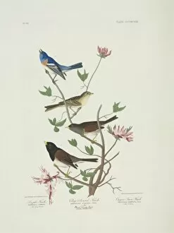 American Sparrow Collection: Spizella pallida, Junco hyemalis, Passerina amoena