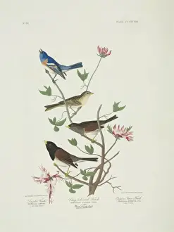 Emberizidae Prints: Spizella pallida, Junco hyemalis, Passerina amoena