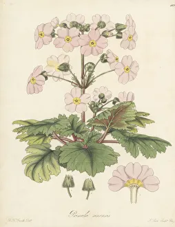 Splendid Chinese primrose, Primula sinensis