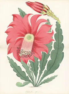 Magazine Of Botany Prints: Splendid epiphyllum, Epiphyllum x splendidum