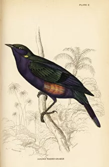 Tailed Collection: Splendid glossy starling (Senegal), Lamprotornis splendidus