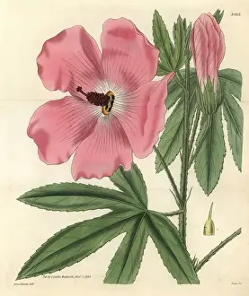 Hibiscus Prints: Splendid hibiscus, Hibiscus splendens