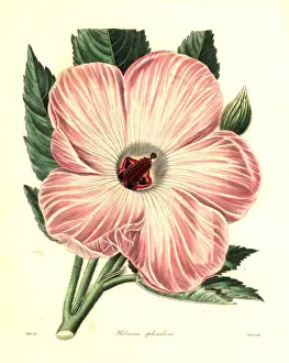 Splendid Prints: Splendid hibiscus, Hibiscus splendens