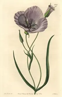 Splendid mariposa lily, Calochortus splendens