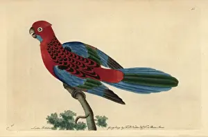 Psittacus Prints: Splendid parrot or crimson rosella, Platycercus elegans