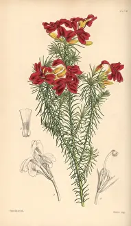 Splendens Prints: Splendid scarlet-flowered leschenaultia, Leschenaultia