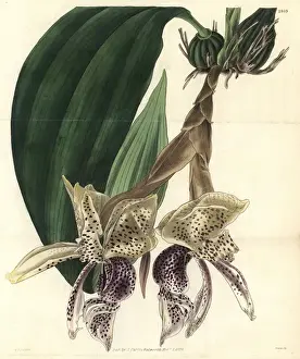 1829 Prints: Splendid stanhopea orchid, Stanhopea insignis