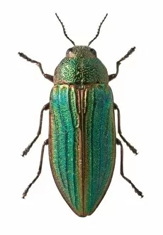 Beetles Collection: Splendour beetle