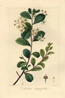 Thorn Prints: Splint spike-thorn, Gloveria integrifolia