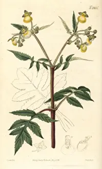 Leaved Prints: Splitleaf slipperwort, Calceolaria tripartita
