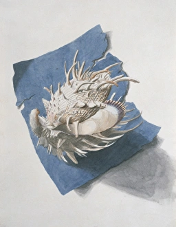 Bivalve Collection: Spodylus americanus, thorny oyster