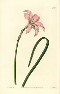 Hybrid Gallery: Spofforth fairy lily, Zephyranthes spofforthiana