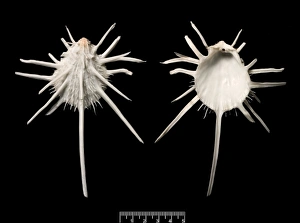 Bivalve Collection: Spomdylus imperialis, imperial thorny oyster