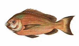 Bream Prints: Spondyliosoma cantharus, or Black Seabream