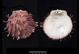 Spondylus gaederopus, European thorny oyster