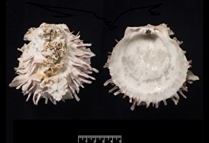 Bivalve Collection: Spondylus gaederopus, European thorny oyster