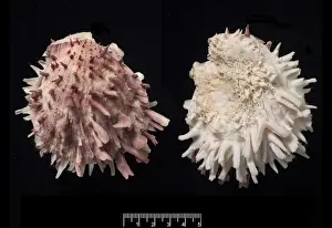 Spondylus gaederopus, European thorny oyster