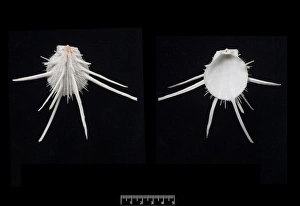 Bivalve Collection: Spondylus imperialis, imperial thorny oyster
