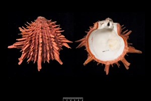 Bivalve Collection: Spondylus pictorum, painted thorny oyster