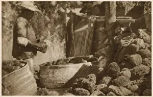 Shade Prints: Sponge clipping, Nassau, Bahamas, West Indies